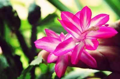 Close-up of pink flowers