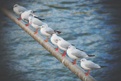 High angle view of seagulls perching on railing over lake