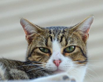 Close-up portrait of cat