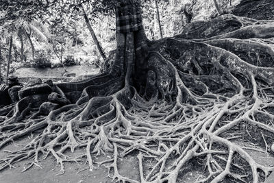 Trees in forest