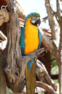 Close-up of a bird perching on branch