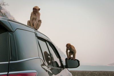 Monkey sitting on a car