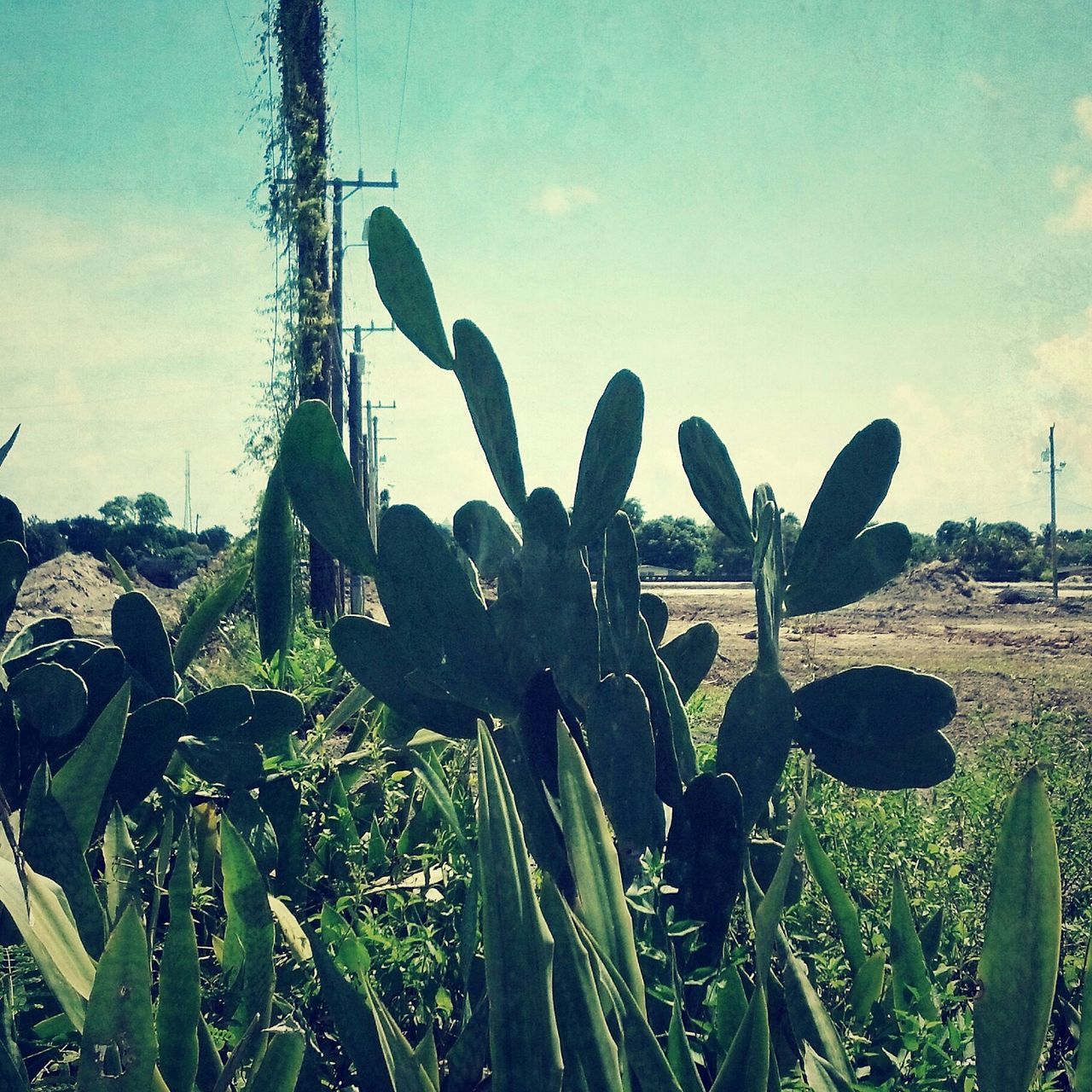sky, plant, growth, cactus, field, low angle view, nature, cloud - sky, flower, tranquility, cloud, day, grass, outdoors, no people, beauty in nature, close-up, green color, sunlight, rural scene