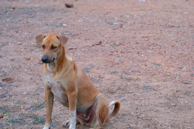 Dog looking away on field