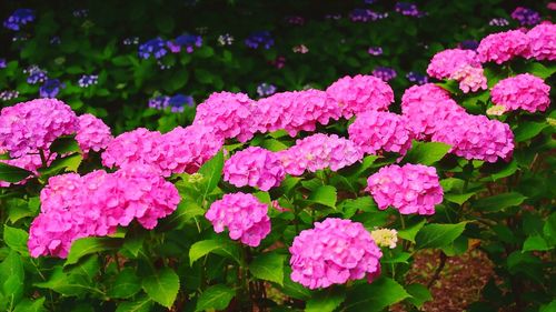 Close-up of pink flowering plants