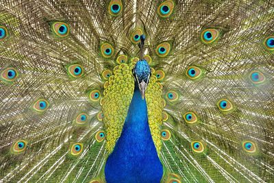 Close-up of peacock