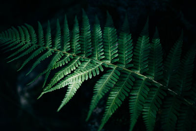 From above of long delicate dark green pinnas on long thin rachis of fern in forest in daylight