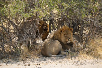 Lioness in forest