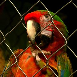 Close-up of parrot