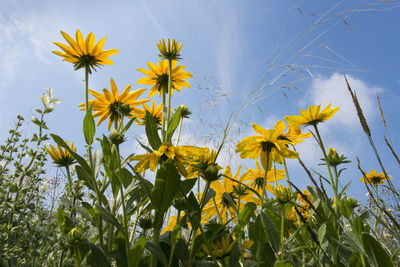 Low angle view of yellow flowers blooming on field against sky