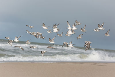 Seagulls flying over beach against sky