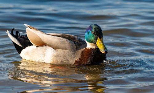 Close-up of mallard duck swimming in lake