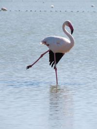 Bird in a lake