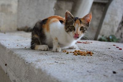 Portrait of cat relaxing on concrete wall