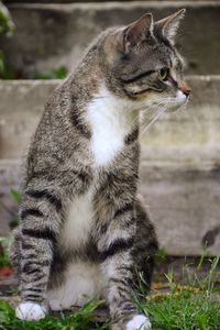 Close-up of a cat looking away