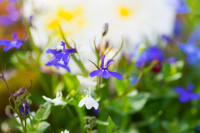 Close-up of purple flowering plant