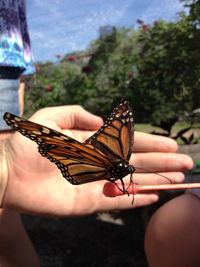 Butterfly on hand