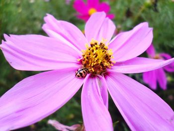 Close-up of honey bee on pink flower