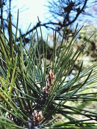 Close-up of insect on pine tree