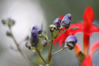 Close-up of red flower buds on plant