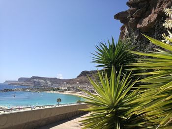 Palm tree by sea against clear blue sky