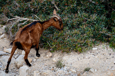 Rear view of a goat