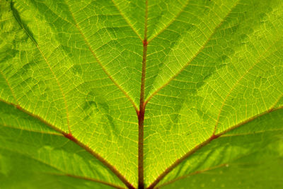 Full frame shot of green leaves