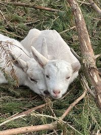 High angle view of sheep on field