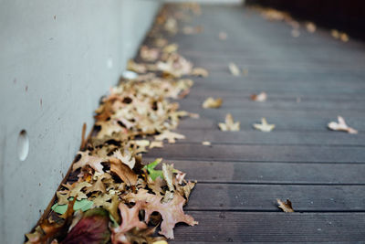 Close-up of tree stump
