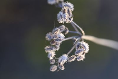 Close-up of white flowering plant