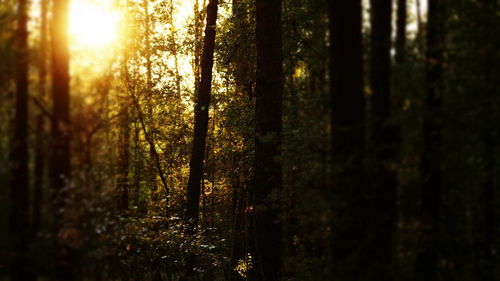 Trees in forest