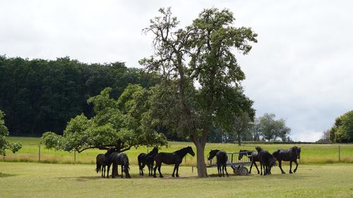 Black horses on a field under tree