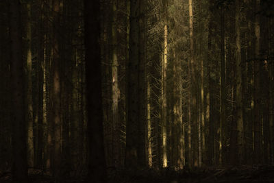 Pine trees in forest