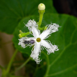 Close-up of insect on white flower