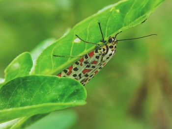 Close-up of butterfly on leaf