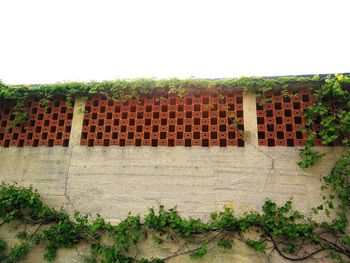 Plants growing in front of house
