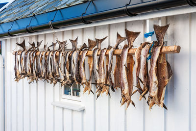 Dry stockfish hanging on a wall