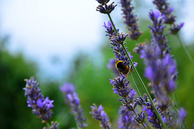 Close-up of insect on purple flower