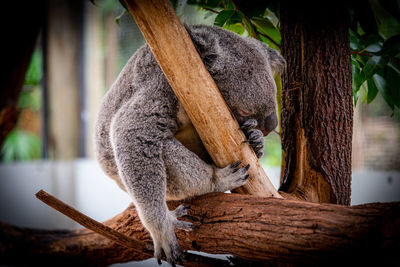 Cat sleeping on tree trunk