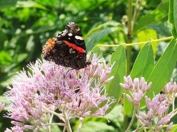 Close-up of butterfly on pink flower