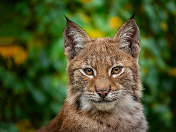 Close-up portrait of a lynx with colorful tree background