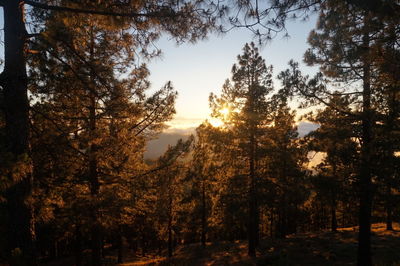 Trees in forest