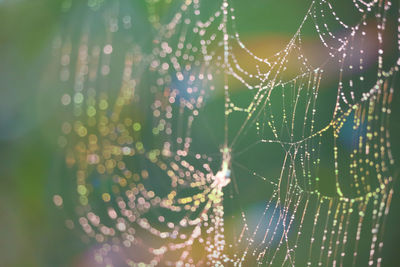 Close-up of water drops on spider web