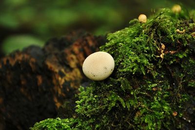 Close-up of moss on moss