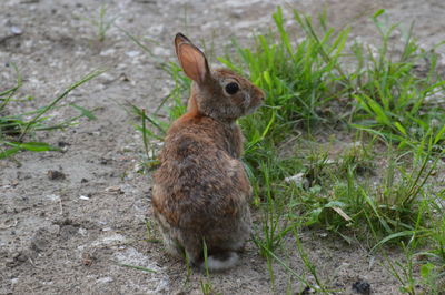 Rabbit  in a field