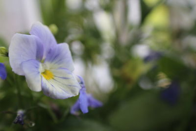 Close-up of purple flowers blooming outdoors