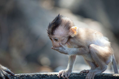 Close-up of monkey