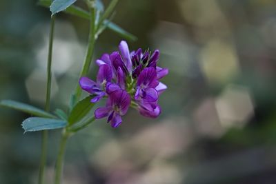 Close-up of purple flowering plant