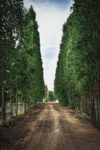 Empty road along trees and plants