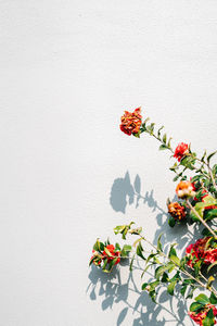 Close-up of orange flowers
